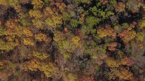 Top Down Flyover of Colorful Autumn Forest Canopy with Fall Foliage