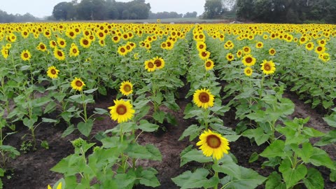 Zoom Out Over Misty Sunflower Field Revealing Rows Under Overcast Sky