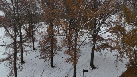 Snow-Covered Trees on KU Campus · Flyover