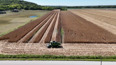 Combine in the Corn Harvest at Golden Hour