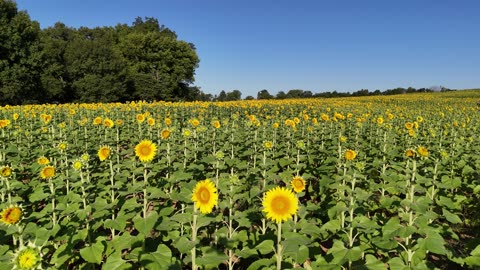 Golden Sunflower Field in Late Summer
