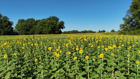Field of Sunflowers in Bloom · Flyover