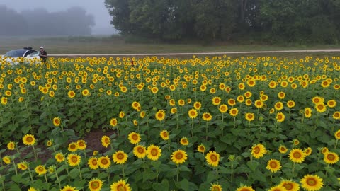 Pull-Back Over a Sunflower Field Under Cloudy Skies