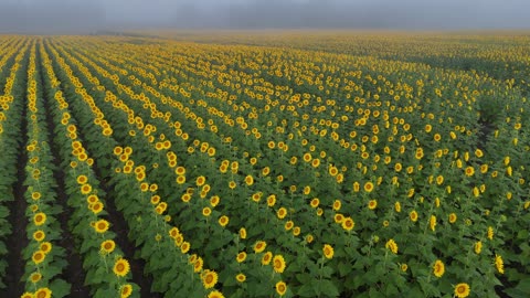 Sweep Over a Sunflower Field in Low Cloud and Fog