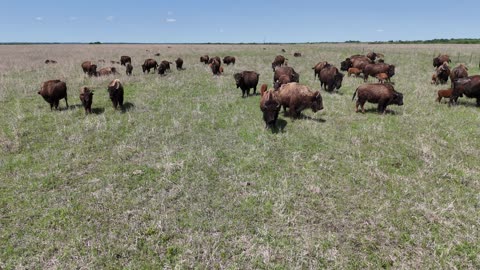 Tilt Down Over Grazing Bison in a Prairie Pasture