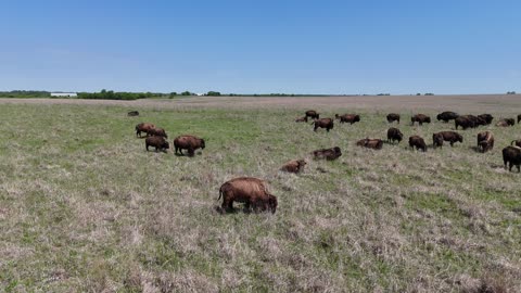 Sweep Across American Bison Grazing on the Plains