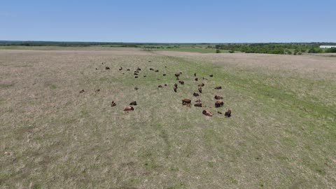 Grazing Bison in a Kansas Pasture · Push-In