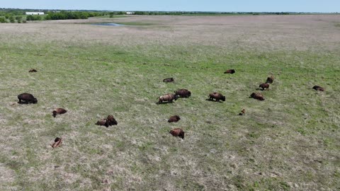 American Bison Spread Across a Green Field · Wide
