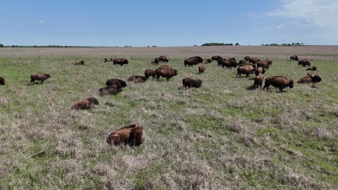 Orbit Around a Herd of Bison on the Kansas Plains