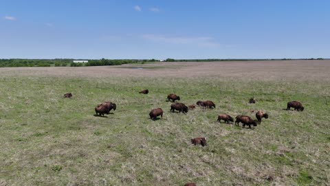 Wild Bison Herd in a Grassland Meadow · Sweep