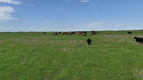 Flying Ahead of a Running Cattle Herd From Above