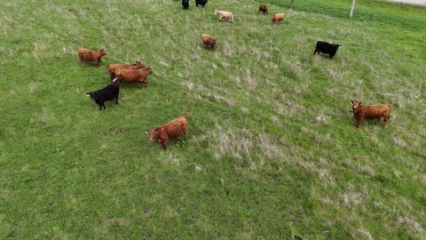 Cattle Grazing in a Rural Pasture · Pull-Back