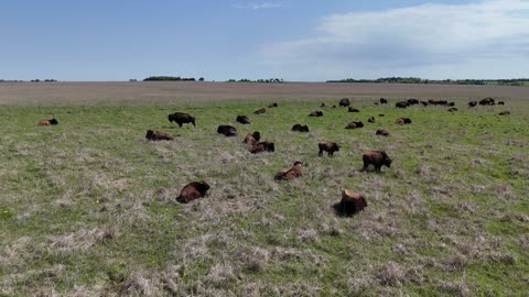 Bison Herd Resting in a Kansas Prairie · Wide