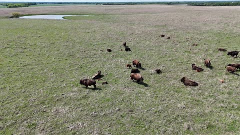 Bison Roaming the Kansas Prairie · Sweeping Pan