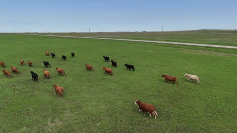 Cattle Herd Running Through a Grassland Field