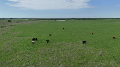 Orbit Around Grazing Cattle in a Kansas Pasture