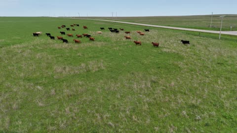 Cattle Running Across a Green Pasture · Push-In