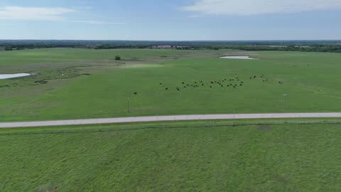 Cattle Running Across Open Farmland · Wide
