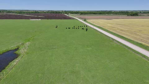 Descending Over Cattle in a Green Country Field